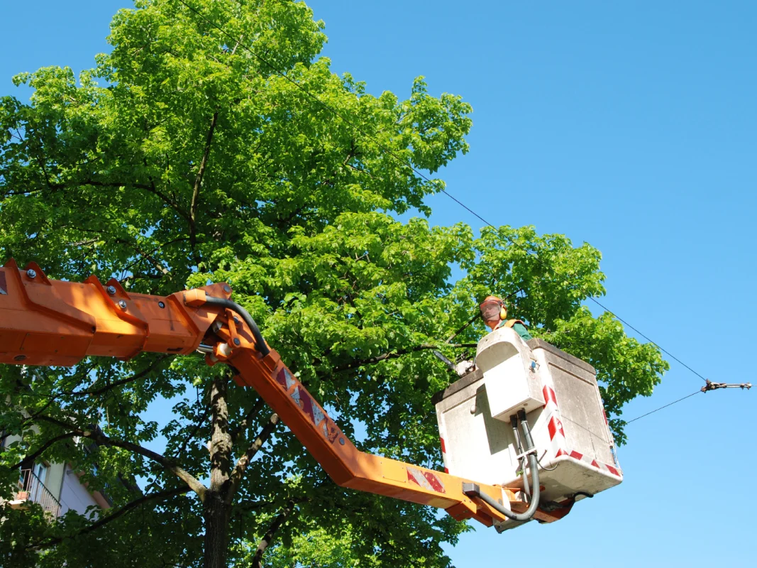arborist service davie fl